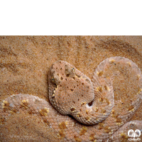 گونه مار افعی شاخدار عربی Desert Horned Viper